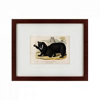 картина: two ursine sloths, or sloth bears, 1830 в Иркутске