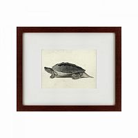 картина: a hand-painted illustration of a burmese roofed turtle, 1873 в Иркутске