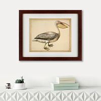 картина: a european pelican, 1635г. в Иркутске