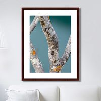 картина: trees on the galapagos islands, ecuador no3 в Иркутске