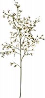 декор oncidium orchid в Иркутске