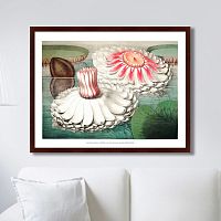 картина: water lily during bloom, 1870г. в Иркутске