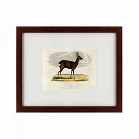 картина: a roebuck, 1830 в Иркутске