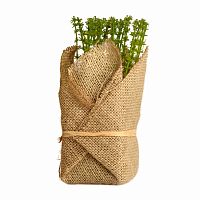 растение декоративное potted herb polini в Иркутске