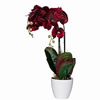 орхидея бордовая в горшке 58 см в Иркутске