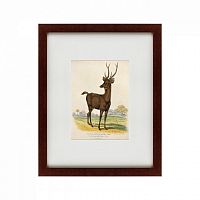 картина: a rusa deer, 1830 в Иркутске