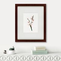 картина: apricot flower (prunus armeniaca), 1832 в Иркутске