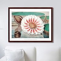 картина: a gigantic water lily in bloom, 1870г. в Иркутске