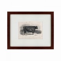 картина: a devon bull, 1849 в Иркутске