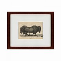 картина: bison, 1828 в Иркутске