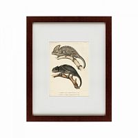 картина: des reptiles, 1705 в Иркутске