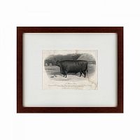 картина: a devon steer, 1869 в Иркутске