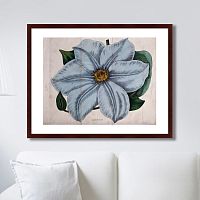 картина: exotic plants of the world №13, 1815г. в Иркутске