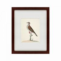 картина: the brown bird в Иркутске