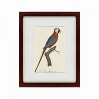 картина: ara macao (scarlet macaw), 1801 в Иркутске