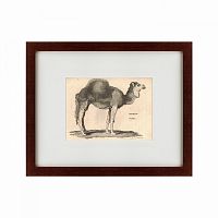 картина: arabian camel, 1809 в Иркутске