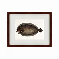 картина: sole fish, 1722 в Иркутске