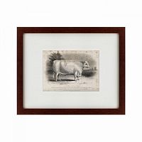 картина: a short horned bull, 1849 в Иркутске