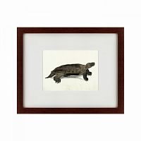 картина: a hand-painted illustration of an arakan forest turtle, 1872 в Иркутске