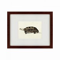 картина: a hand-painted illustration of an elongated tortoise, 1873 в Иркутске