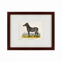 картина: a zebra, 1830 в Иркутске