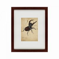картина: stag beetle, 1505 в Иркутске