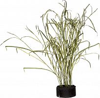 декор reeds and leaves в Иркутске