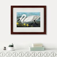 картина: common american swan, 1838 в Иркутске
