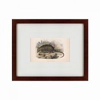 картина: armadillo, 1860 в Иркутске