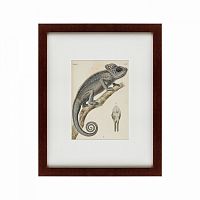 картина: chameleon, 1706 в Иркутске