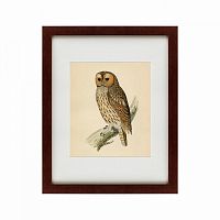 картина: brown owl, 1760 в Иркутске