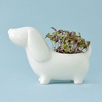 набор для выращивания eco собачка в Иркутске