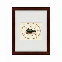 картина: beetle, 1700 в Иркутске