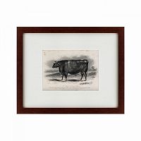 картина: a short horned steer, 1849 в Иркутске