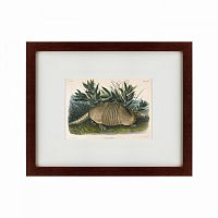 картина: armadillo (dasypus peba), 1848 в Иркутске