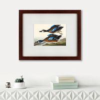 картина: blue-winged teal, 1836 в Иркутске