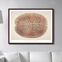 картина: leaf of a gigantic water lily, 1870г. в Иркутске