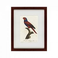 картина: perruche a chaperon bleu, 1801 в Иркутске